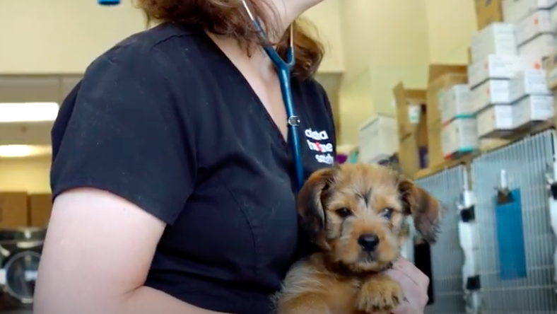 Puppy with Vet