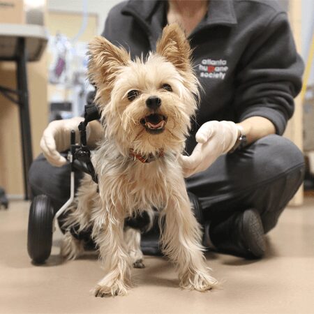 dog in wheelchair