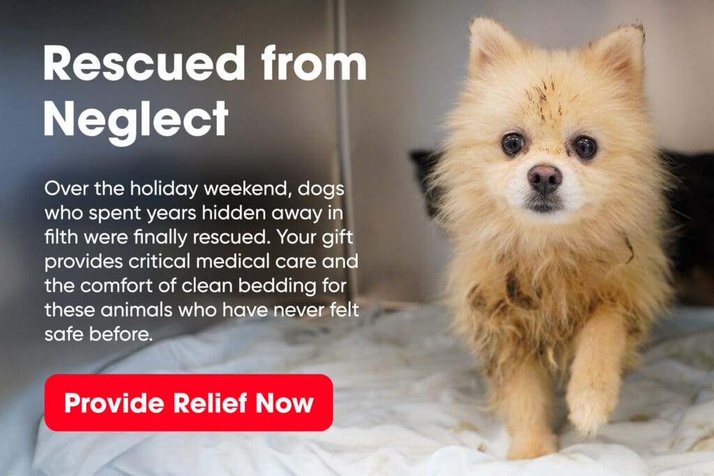 Dade Co Pomeranian Rescue lightbox